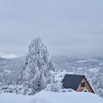 Forest Hillside *
