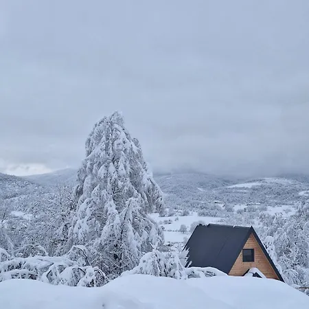 Forest Hillside *